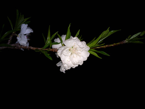 碧桃花