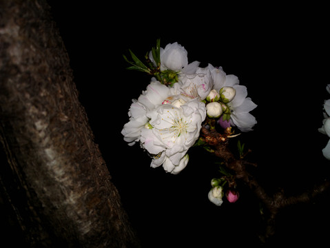 碧桃花