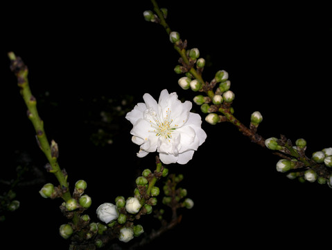 碧桃花