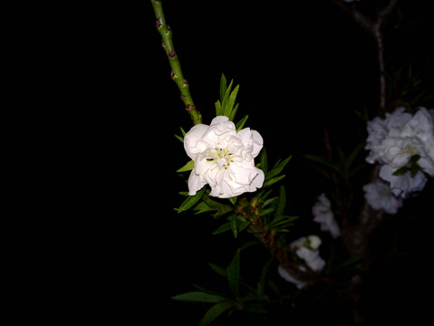 碧桃花