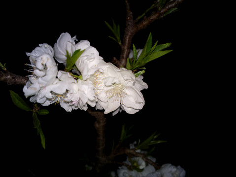 碧桃花
