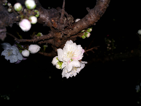 碧桃花