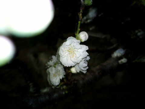 碧桃花