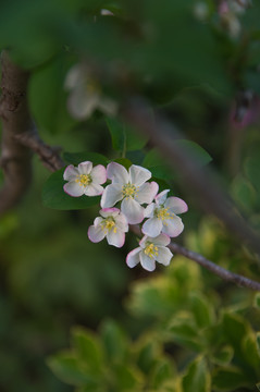 海棠花