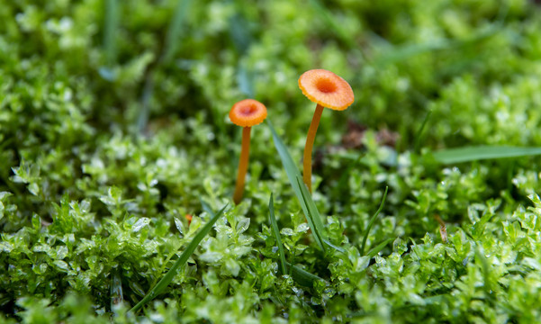 橙色小蘑菇