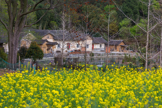 乡村风光