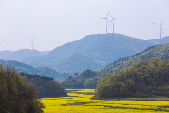 山区油菜花