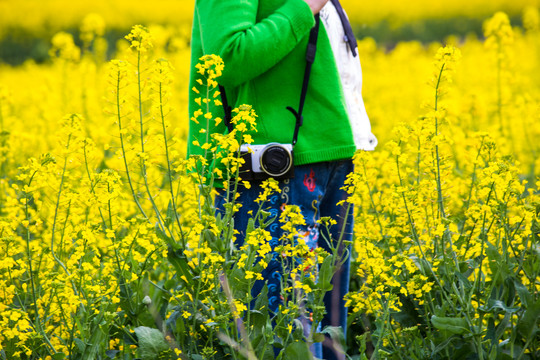 油菜花摄影