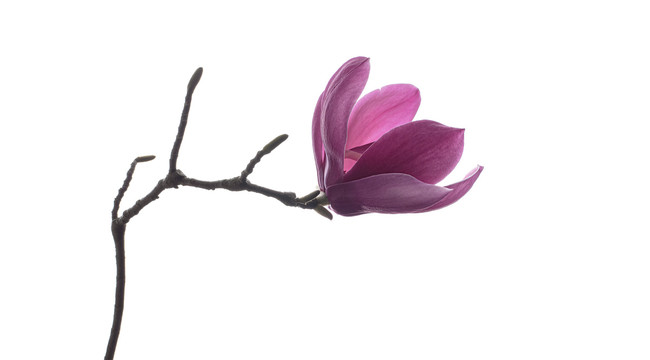 广玉兰玉兰花