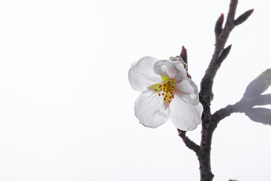 樱花