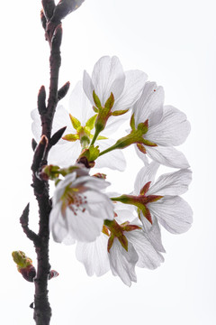樱花