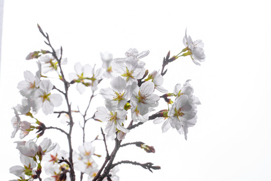 樱花