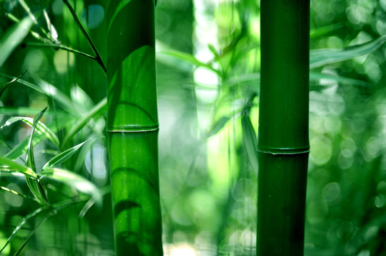 竹子竹林绿色背景自然