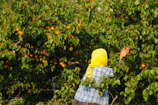 农民采摘杏