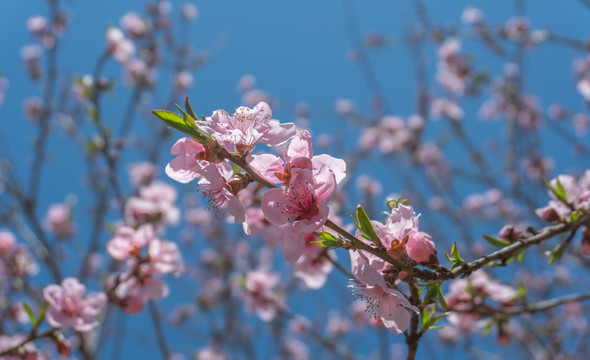 春天桃花