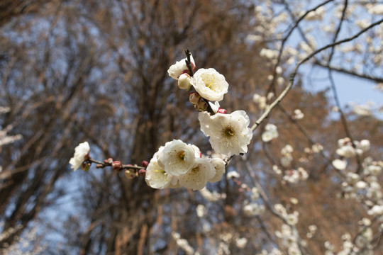 梅花