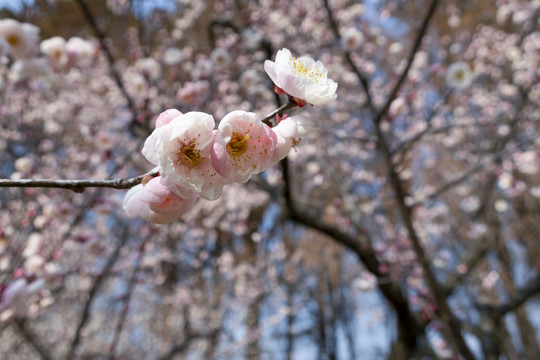 梅花
