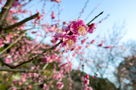 梅花