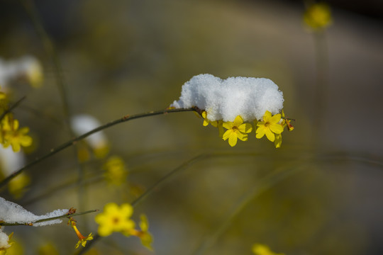 春雪