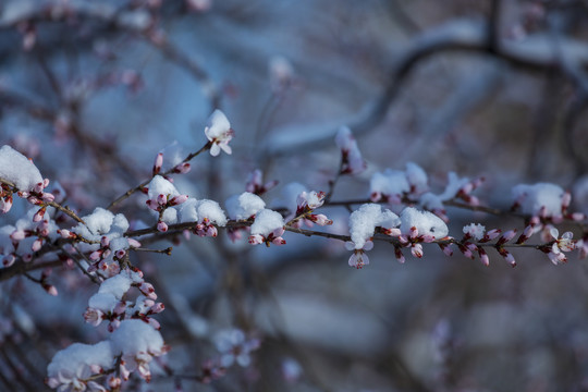 春雪