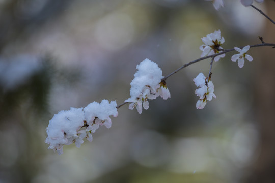 春雪