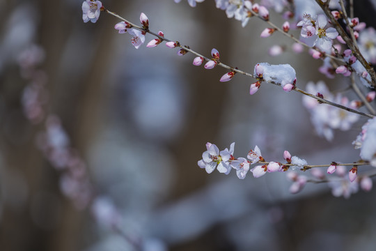 桃花