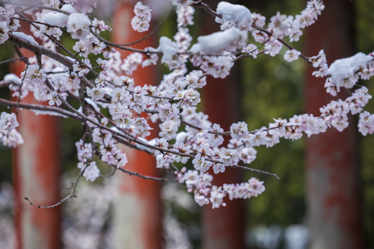 春雪