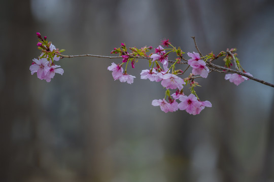 樱花