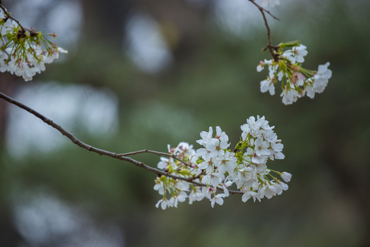 樱花