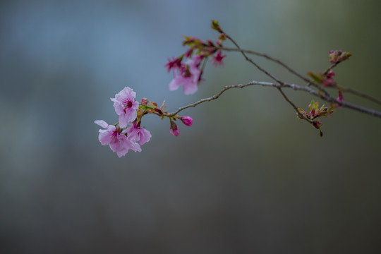 樱花