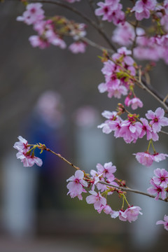 樱花