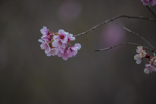 樱花