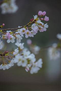 樱花