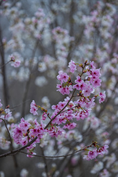 樱花