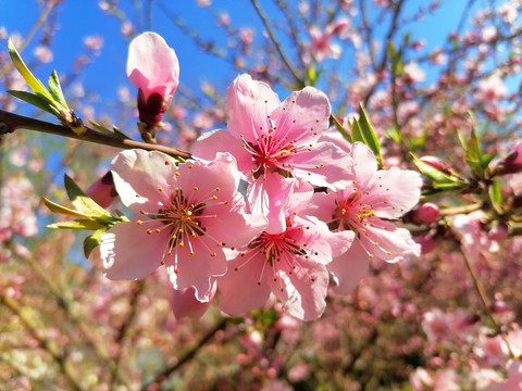 桃花