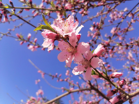 一枝桃花