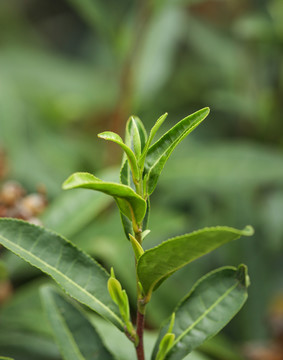 茶树嫩芽