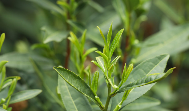 茶树嫩芽