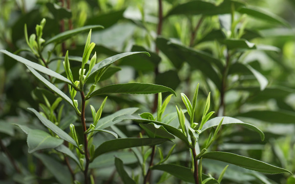 茶叶嫩芽