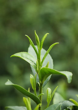 茶叶嫩芽