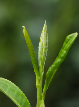 茶叶嫩芽特写