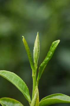 茶叶嫩芽