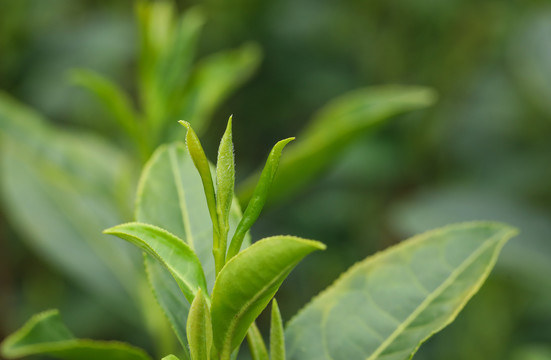 茶叶嫩芽素材