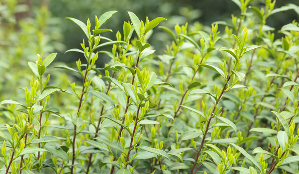 苏州东山茶树