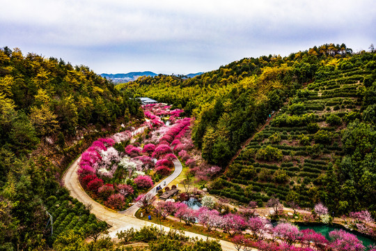 樱花