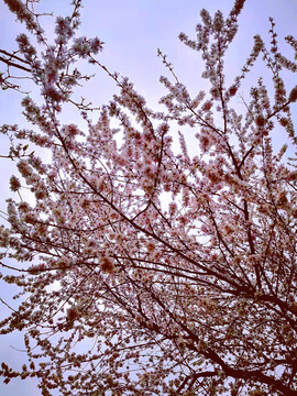 春天的樱花初开