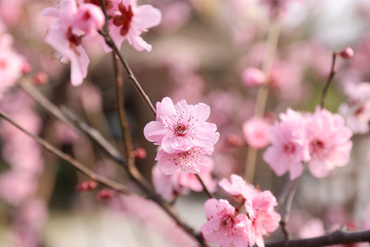 桃花