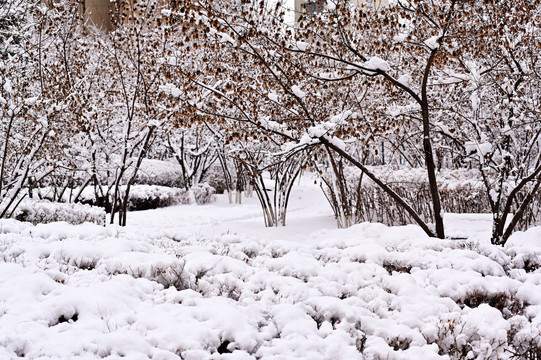 春雪