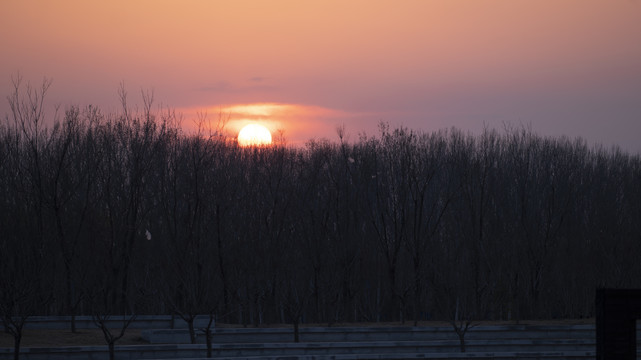 夕阳日落晚霞森林树木公园