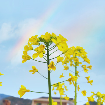 油菜花彩虹